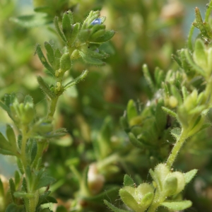 Photographie n°2186874 du taxon Veronica arvensis L. [1753]