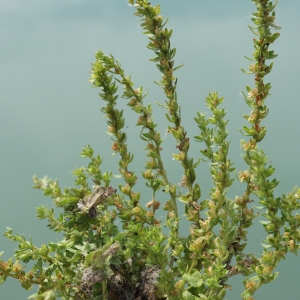 Photographie n°2186876 du taxon Veronica arvensis L. [1753]