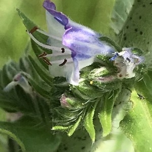 Photographie n°2186891 du taxon Echium vulgare L. [1753]