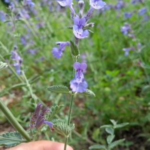 Photographie n°2186894 du taxon Nepeta racemosa Lam. [1785]