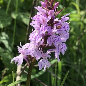 Photographie n°2186920 du taxon Dactylorhiza fuchsii (Druce) Soó [1962]