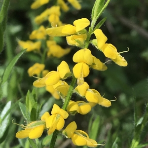 Photographie n°2186924 du taxon Genista germanica L. [1753]