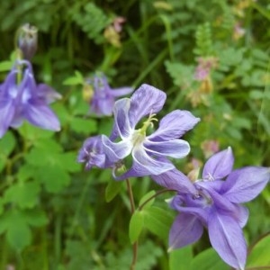 Photographie n°2186956 du taxon Aquilegia vulgaris L. [1753]