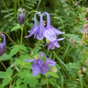 Photographie n°2186957 du taxon Aquilegia vulgaris L. [1753]