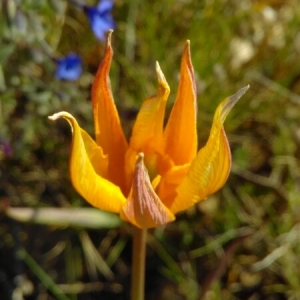 Photographie n°2186984 du taxon Tulipa sylvestris L. [1753]