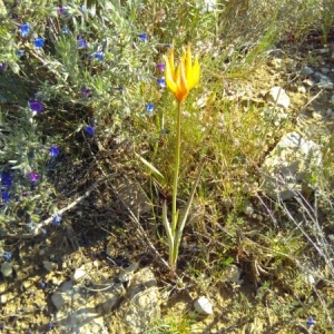 Photographie n°2186986 du taxon Tulipa sylvestris L. [1753]