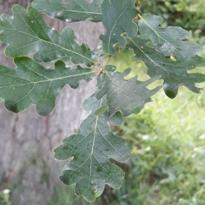 Photographie n°2186990 du taxon Quercus robur L. [1753]