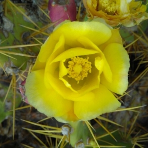 Photographie n°2187009 du taxon Opuntia stricta (Haw.) Haw. [1812]