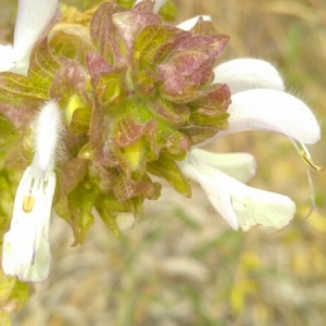 Photographie n°2187051 du taxon Salvia canariensis L. [1753]