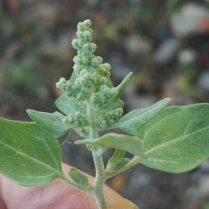 Photographie n°2187061 du taxon Chenopodium vulvaria L. [1753]