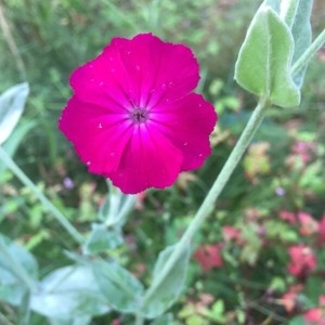 Photographie n°2187063 du taxon Lychnis coronaria (L.) Desr. [1792]