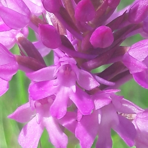 Photographie n°2187100 du taxon Anacamptis pyramidalis (L.) Rich. [1817]