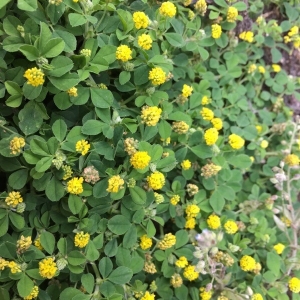 Photographie n°2187102 du taxon Medicago lupulina L. [1753]