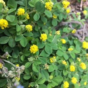 Photographie n°2187103 du taxon Medicago lupulina L. [1753]