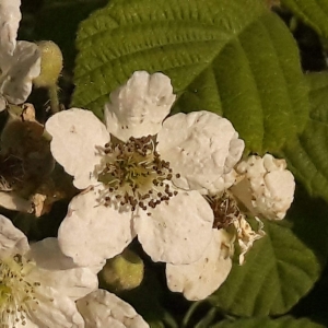 Photographie n°2187104 du taxon Rubus L. [1753]