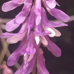 Photographie n°2187106 du taxon Vicia cracca L. [1753]