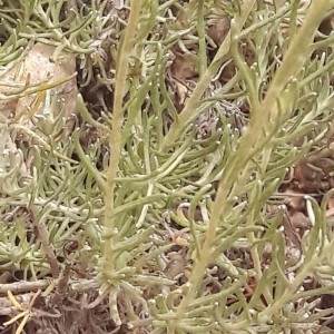 Photographie n°2187134 du taxon Helichrysum stoechas (L.) Moench [1794]