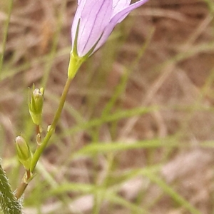 Photographie n°2187160 du taxon Campanula L. [1753]