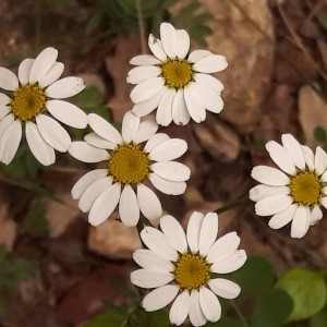 Photographie n°2187187 du taxon Tanacetum corymbosum (L.) Sch.Bip. [1844]