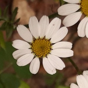 Photographie n°2187188 du taxon Tanacetum corymbosum (L.) Sch.Bip. [1844]