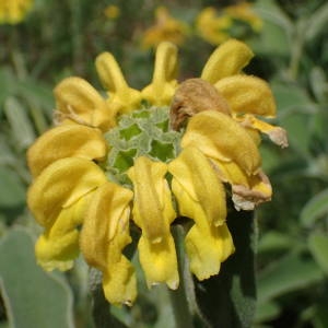 Photographie n°2187205 du taxon Phlomis fruticosa L. [1753]