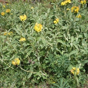 Photographie n°2187207 du taxon Phlomis fruticosa L. [1753]