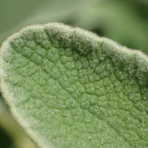 Photographie n°2187209 du taxon Phlomis fruticosa L. [1753]