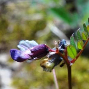 Photographie n°2187228 du taxon Vicia sepium L.