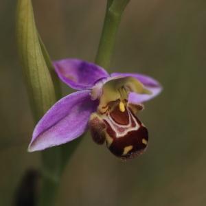 Photographie n°2187233 du taxon Ophrys apifera Huds. [1762]