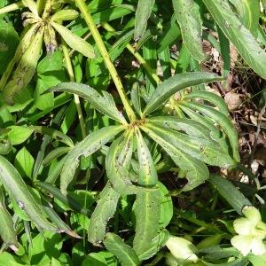 Photographie n°2187264 du taxon Helleborus foetidus L. [1753]