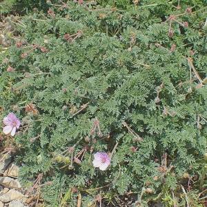 Photographie n°2187287 du taxon Erodium foetidum (L.) L'Hér. [1802]