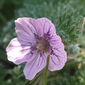 Photographie n°2187288 du taxon Erodium foetidum (L.) L'Hér. [1802]