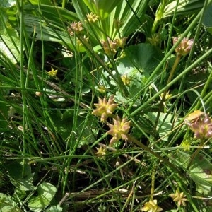 Photographie n°2187317 du taxon Caltha palustris L. [1753]