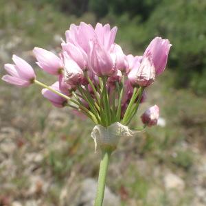 Photographie n°2187320 du taxon Allium roseum L. [1753]