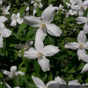 Photographie n°2187470 du taxon Philadelphus coronarius L. [1753]