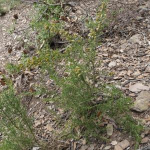 Photographie n°2187482 du taxon Ulex parviflorus Pourr. [1788]