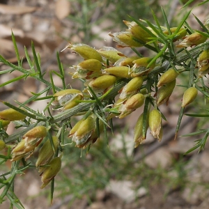 Photographie n°2187483 du taxon Ulex parviflorus Pourr. [1788]