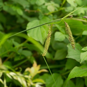 Photographie n°2187486 du taxon Carex flacca Schreb. [1771]