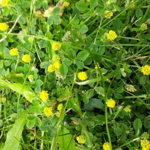 Photographie n°2187502 du taxon Medicago lupulina L. [1753]