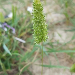 Photographie n°2187515 du taxon Rostraria cristata (L.) Tzvelev [1971]