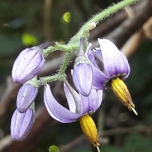 Photographie n°2187517 du taxon Solanum dulcamara L. [1753]