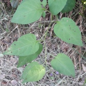 Photographie n°2187518 du taxon Solanum dulcamara L. [1753]