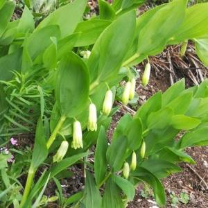 Photographie n°2187528 du taxon Polygonatum odoratum (Mill.) Druce [1906]