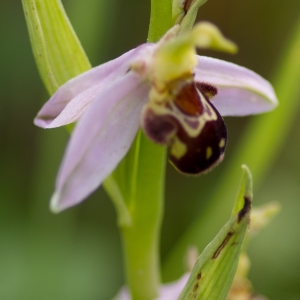 Photographie n°2187529 du taxon Ophrys apifera Huds. [1762]