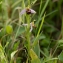  Pierre Crouzet - Ophrys apifera Huds. [1762]