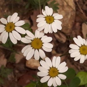 Photographie n°2187603 du taxon Tanacetum corymbosum (L.) Sch.Bip. [1844]