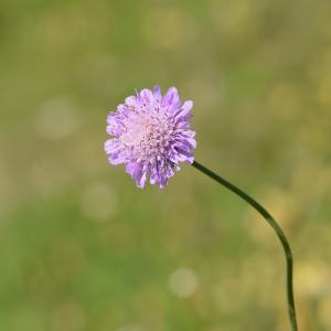 Photographie n°2187622 du taxon Knautia arvensis (L.) Coult. [1828]