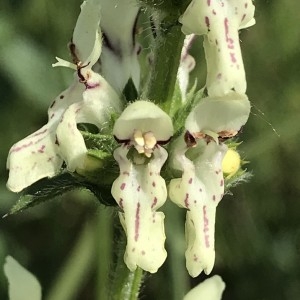 Photographie n°2187632 du taxon Stachys recta L.