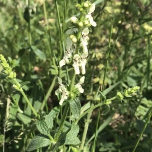 Photographie n°2187633 du taxon Stachys recta L.