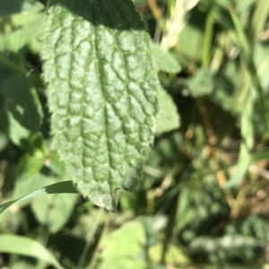 Photographie n°2187634 du taxon Stachys recta L.